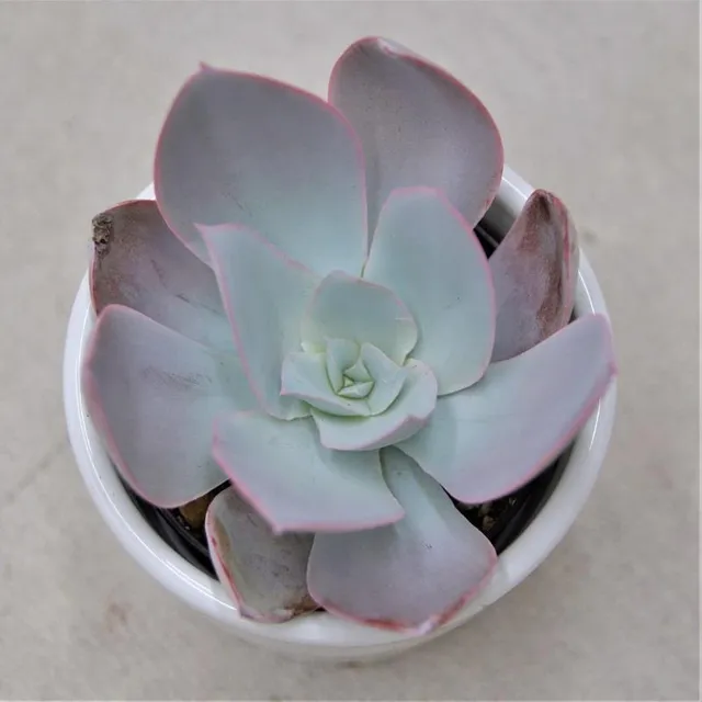pasiora-echeveria-cante-sukkulente-6cm-topf image 1