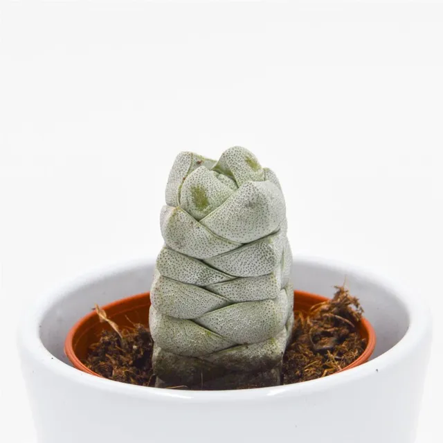 pasiora-crassula-moonstone-sukkulente-5-5cm-topf image 1