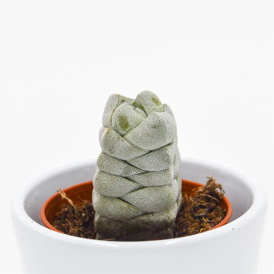 pasiora-crassula-moonstone-sukkulente-5-5cm-topf image 1