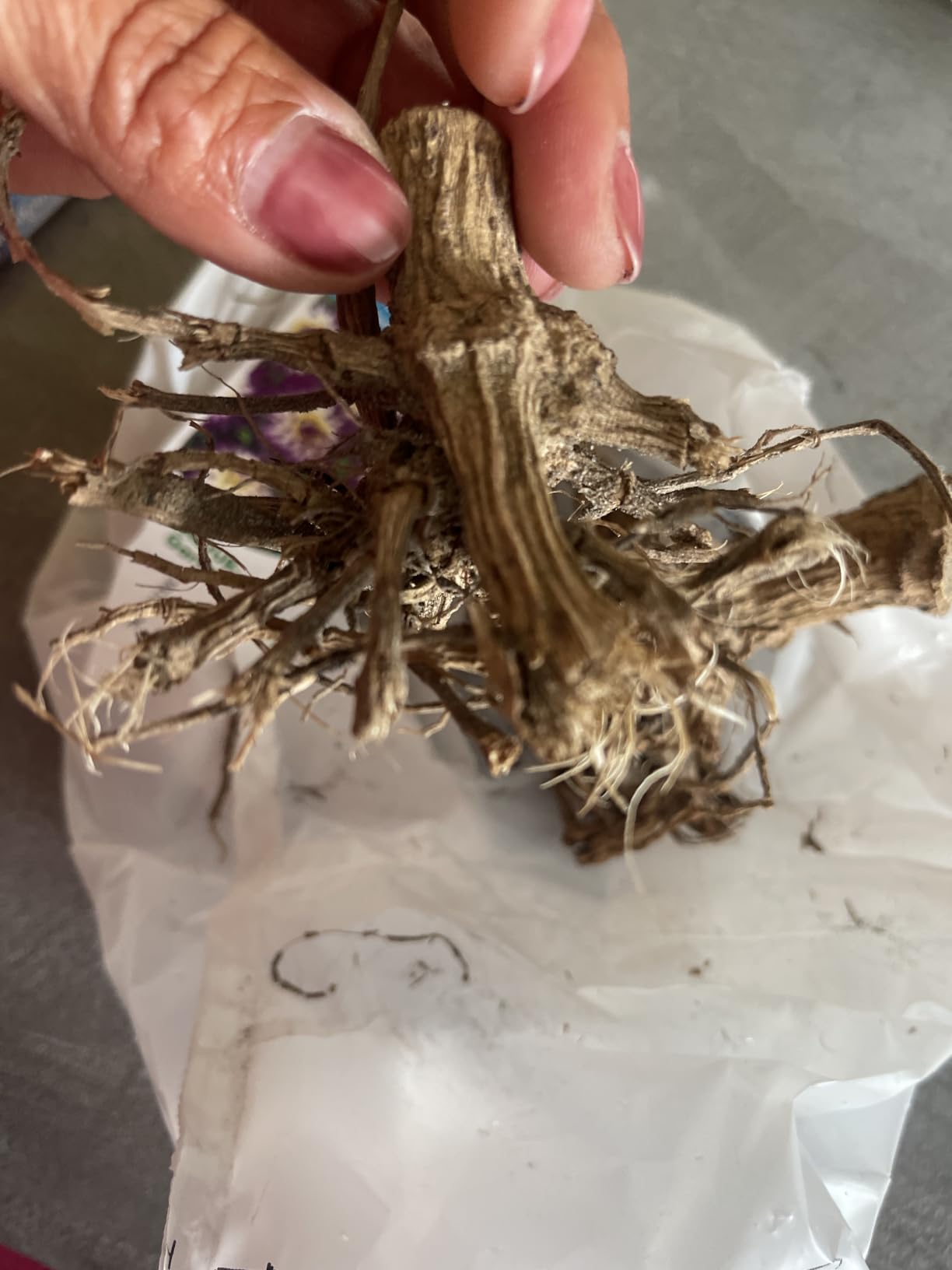 Traumhaft schöne Blüten