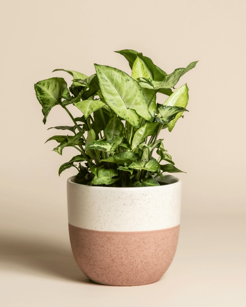 feey-syngonium-pixie-purpurtute-h-ngepflanze image 5