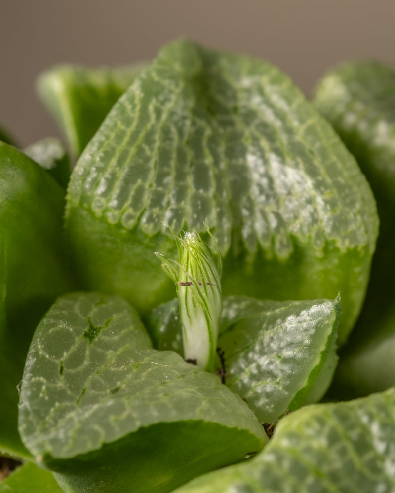 feey-haworthia-retusa-sukkulente-limited-edition-min-2-jahre-alt image 2