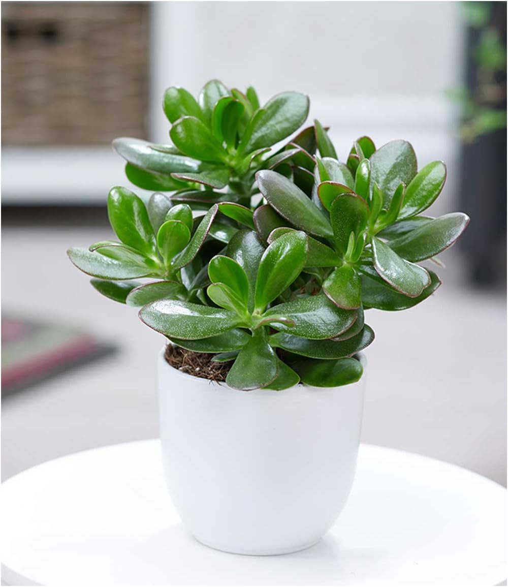 baldur-garten-geldbaum-crassula-ovata-zimmerpflanze-im-12-cm-topf image 2