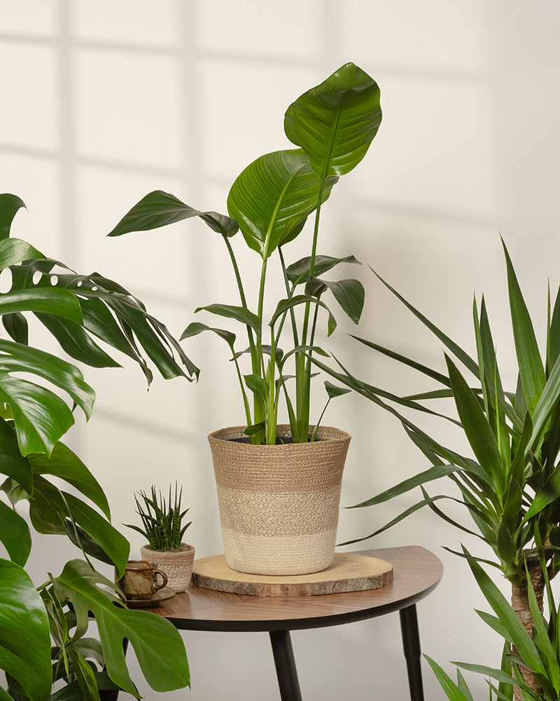 feey-pflanzenkorb-lapis-22-cm-bertopf-aus-jute-mit-einsatz image 4
