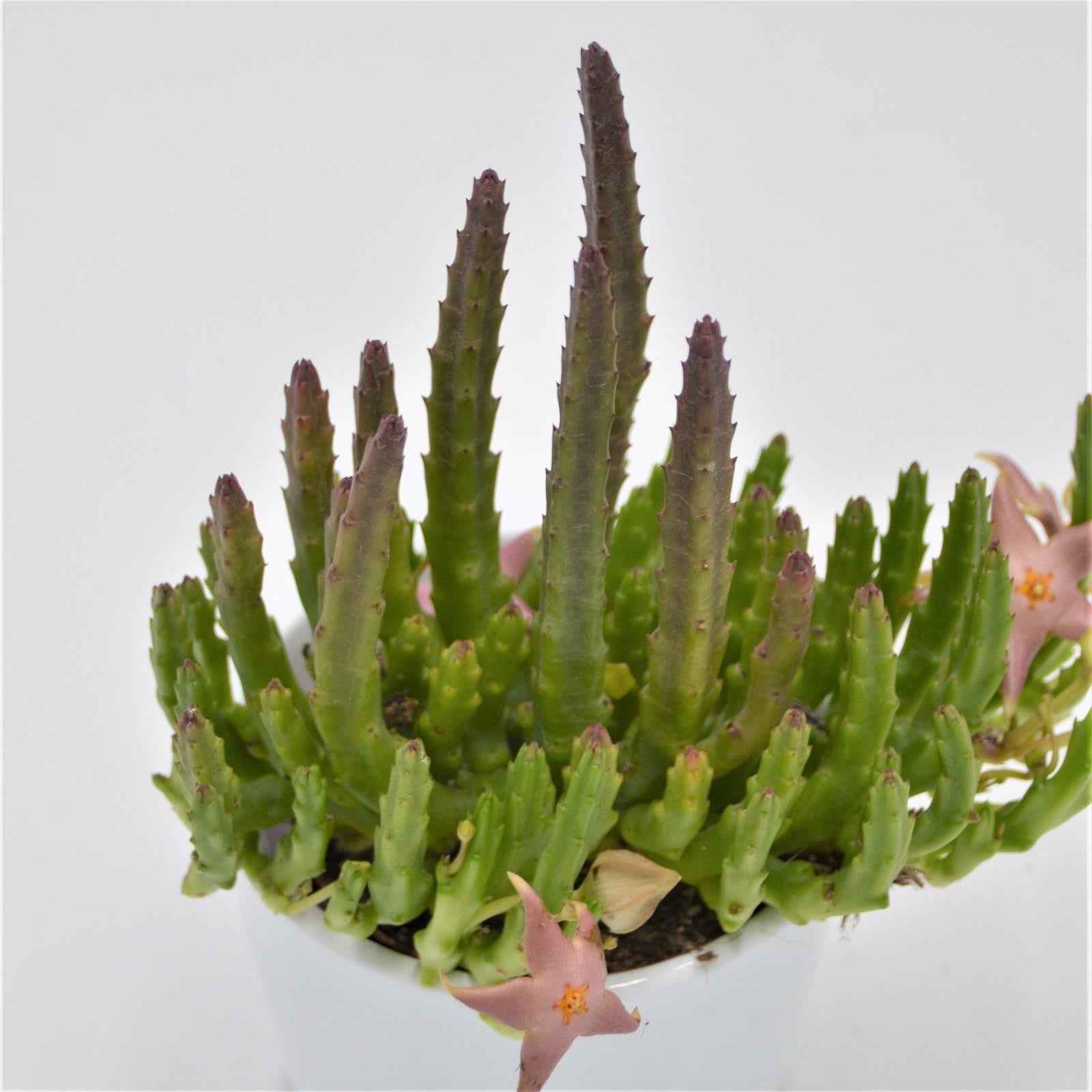 pasiora-orbea-lepida-aasblume-sukkulente-8cm-topf image 1