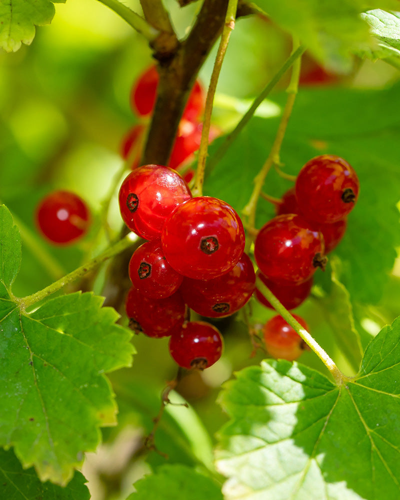 feey-rote-johannisbeere-jonkheer-van-tets-beerenpflanze image 6