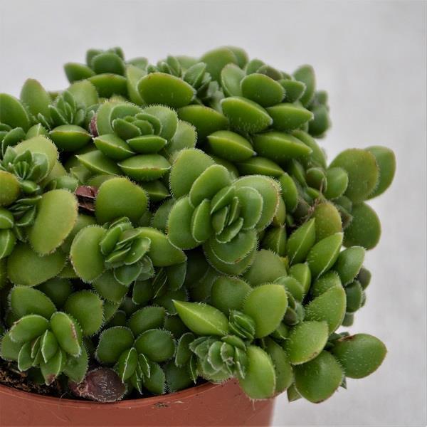 pasiora-crassula-david-sukkulente-8-5cm-topf image 1