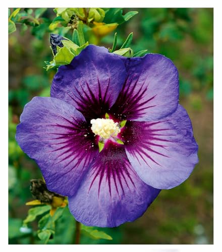 baldur-garten-hibiskus-hawaii-1x-pflanze-im-9x9-cm-topf image 3