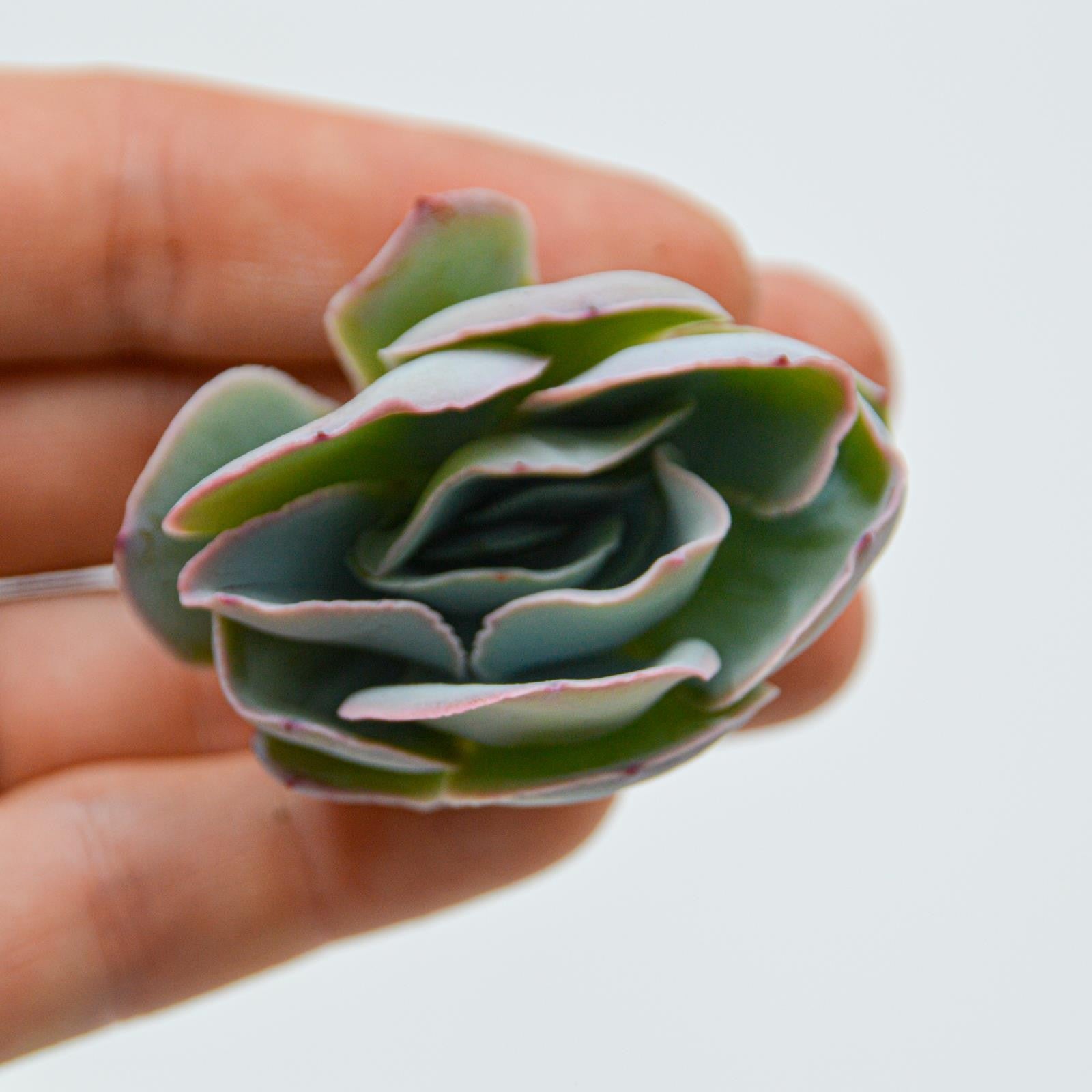 pasiora-echeveria-sukkulenten-steckling image 1