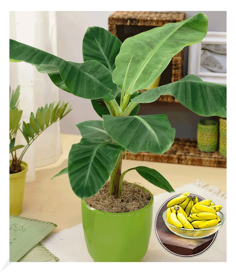 baldur-garten-musa-banana-tropicana-pflanze-im-12-cm-topf image 1