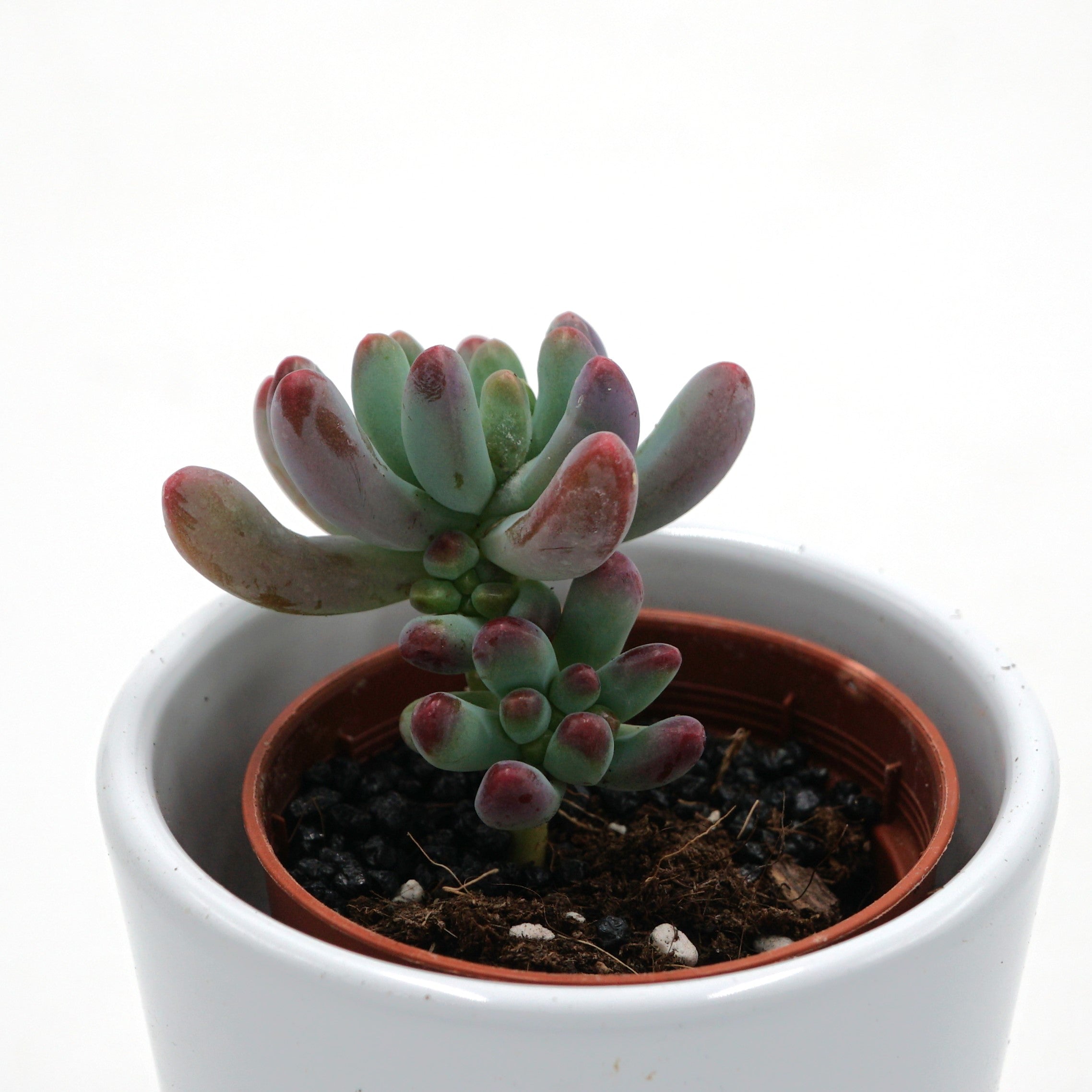 pasiora-sedum-weisneus-5-5-cm-sukkulente image 2