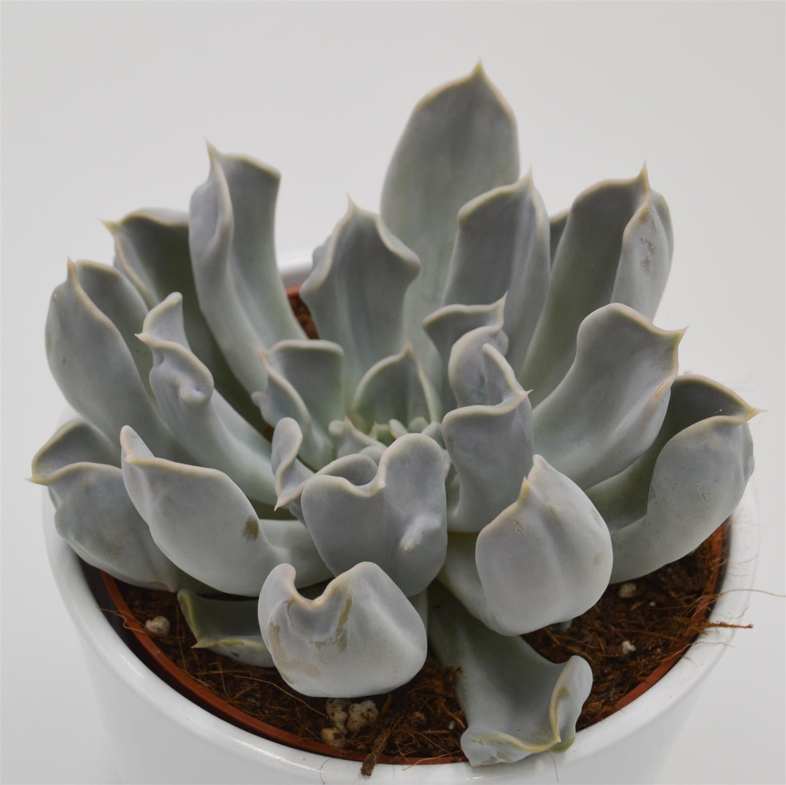 pasiora-echeveria-thriller-pearl-sukkulente-12cm image 1