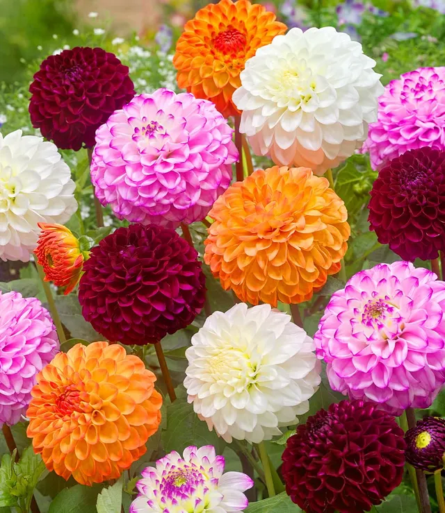 baldur-garten-dahlien-mix-pompon-3-knollen-gr-e-i image 1