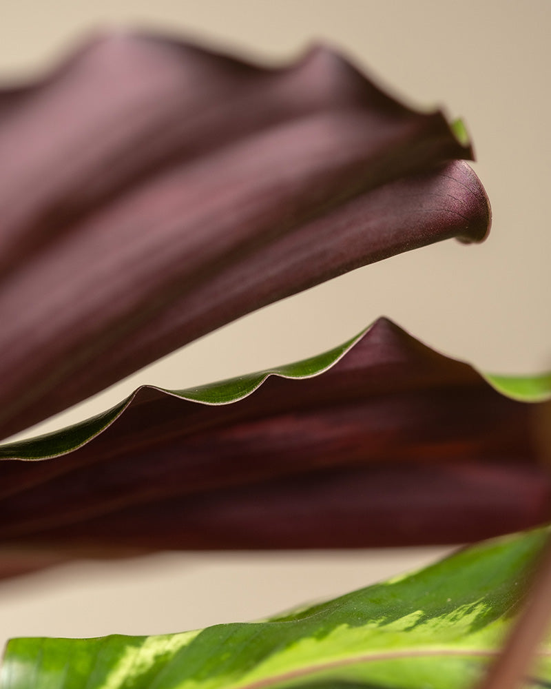 feey-calathea-roseopicta-medallion-gro-e-zimmerpflanze-50-60-cm image 6