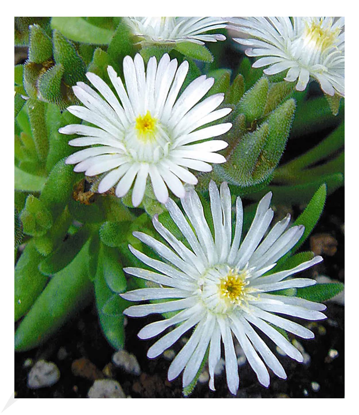 baldur-garten-eisblume-sundella-red-2x-delosperma image 8