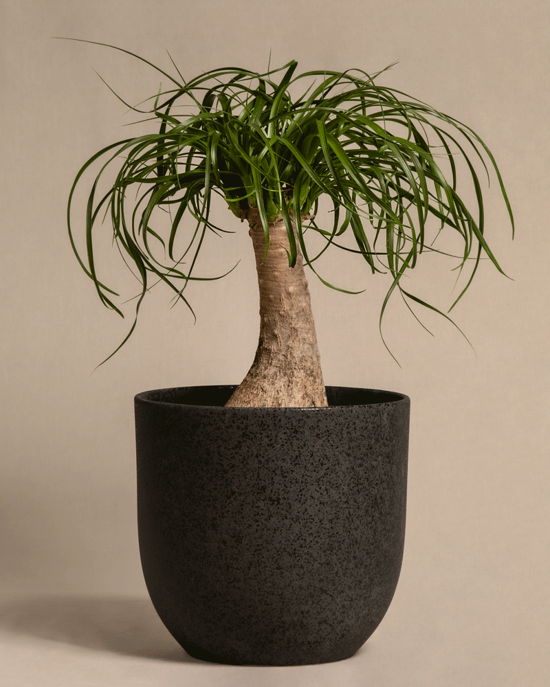 feey-elefantenfu-beaucarnea-recurvata-mittel image 6