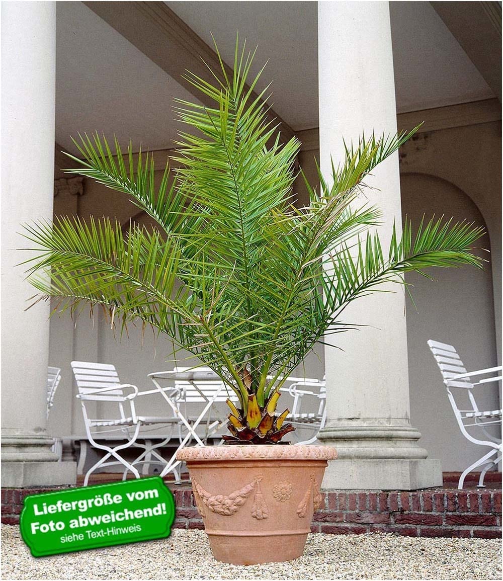 baldur-garten-kanarische-dattelpalme-phoenix-pflanze-im-15-cm-topf image 2