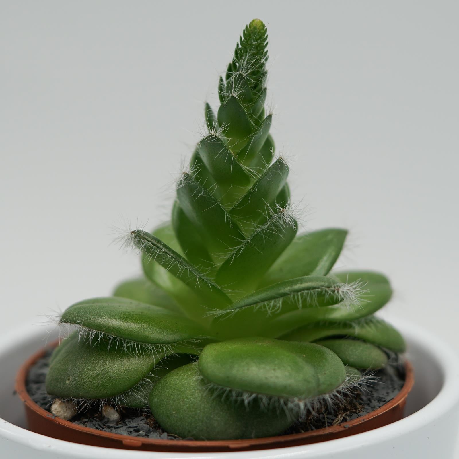pasiora-crassula-capitella-v-setosa-dickblatt-8-5-cm-topf image 1