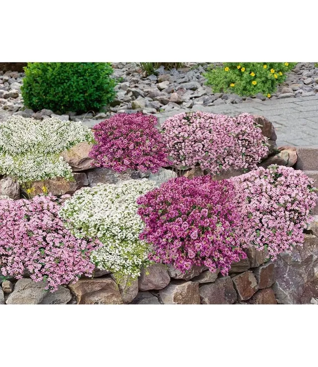 baldur-garten-bodendecker-set-thymian-9er-im-9x9-cm-topf image 1
