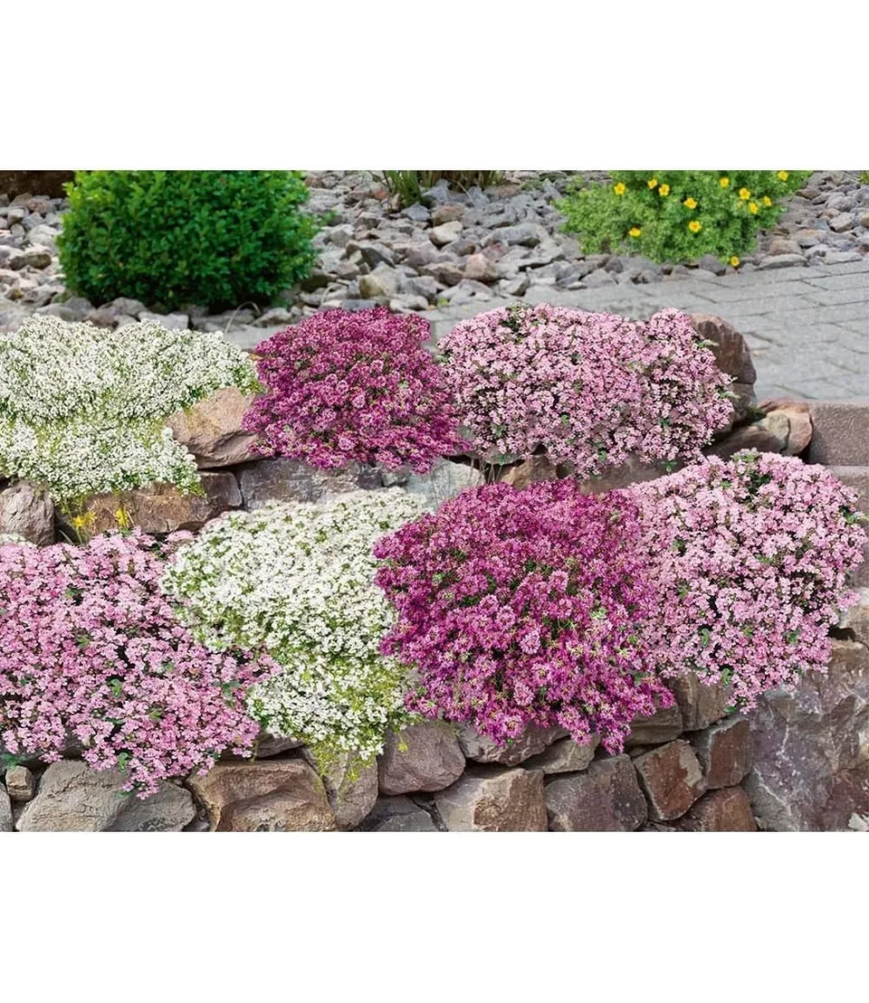 baldur-garten-bodendecker-set-thymian-9er-im-9x9-cm-topf image 1