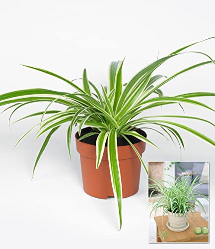 baldur-garten-chlorophytum-variegatum-gr-nlilie-12-cm-topf image 6