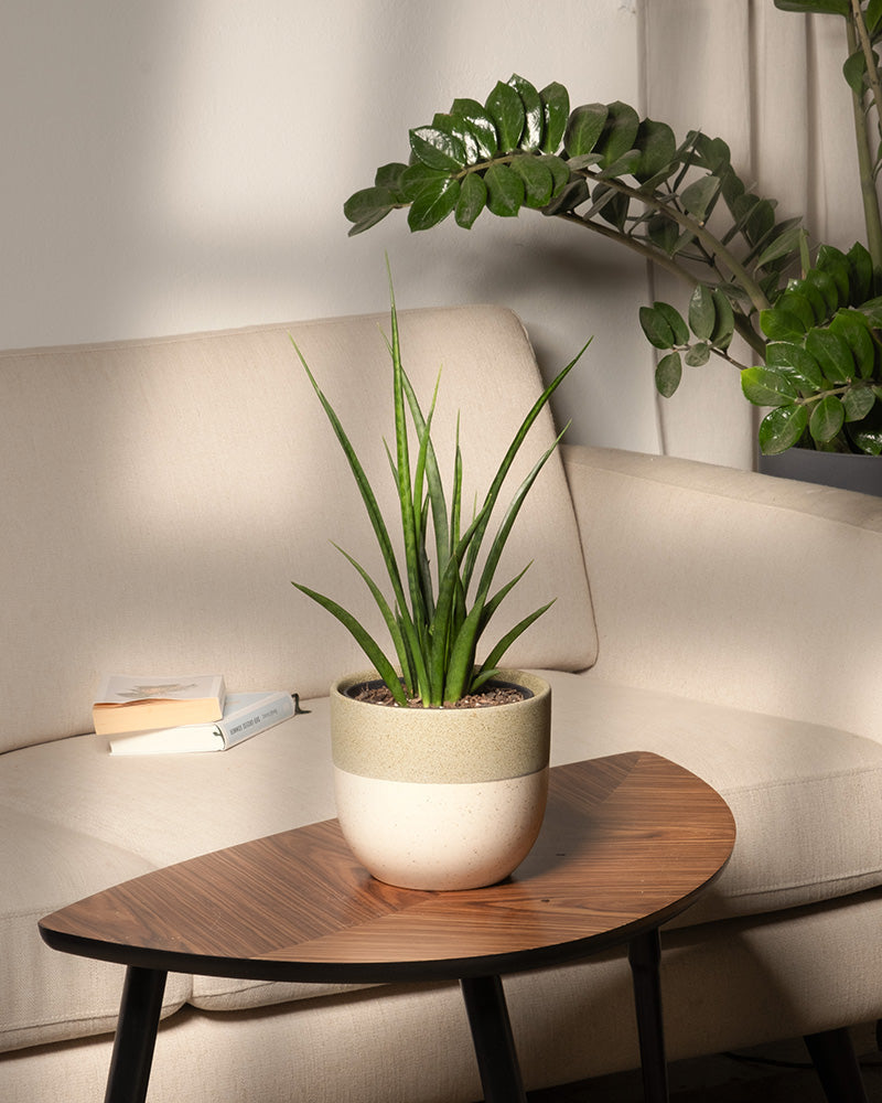 feey-sansevieria-friends-zimmerpflanze-im-14-cm-topf image 4