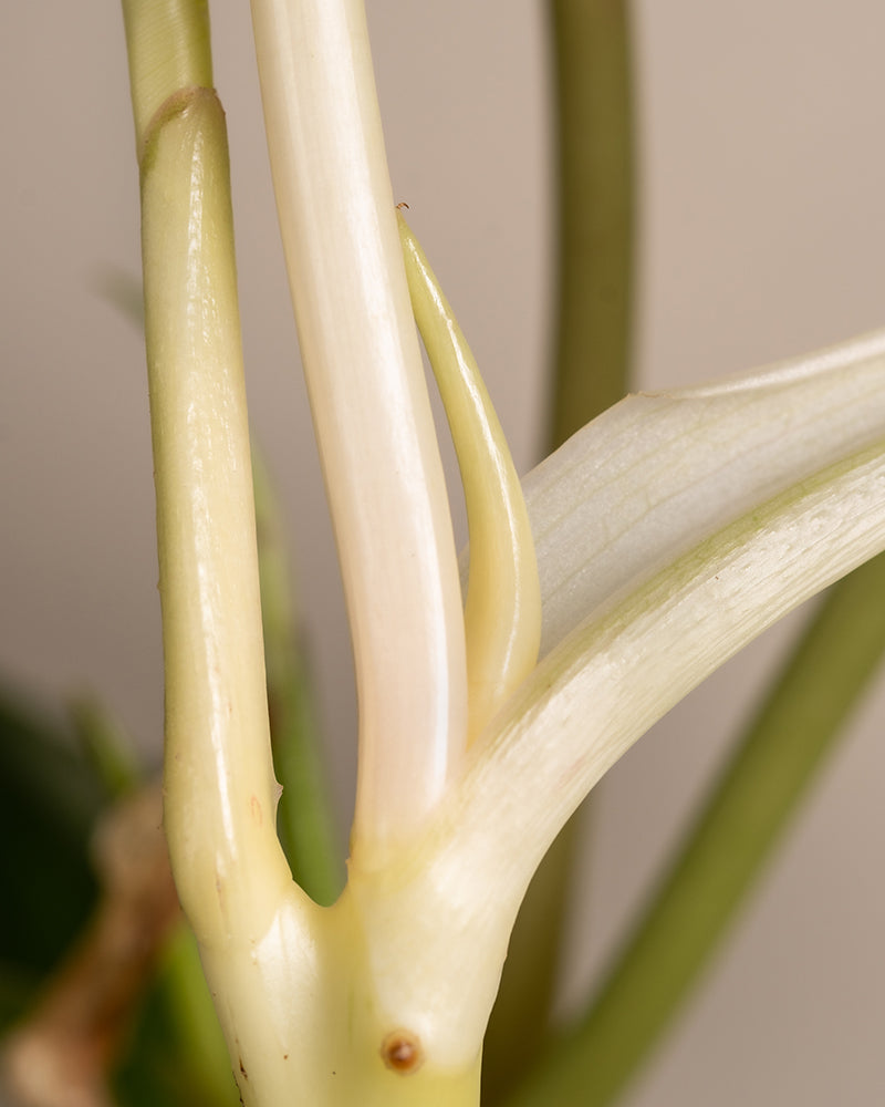 feey-philodendron-burle-marx-variegata-rarit-t-40-50-cm image 8