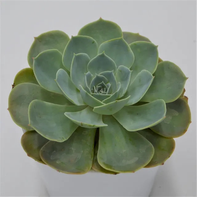 pasiora-echeveria-secunda-sukkulente-12-cm-rosette image 1