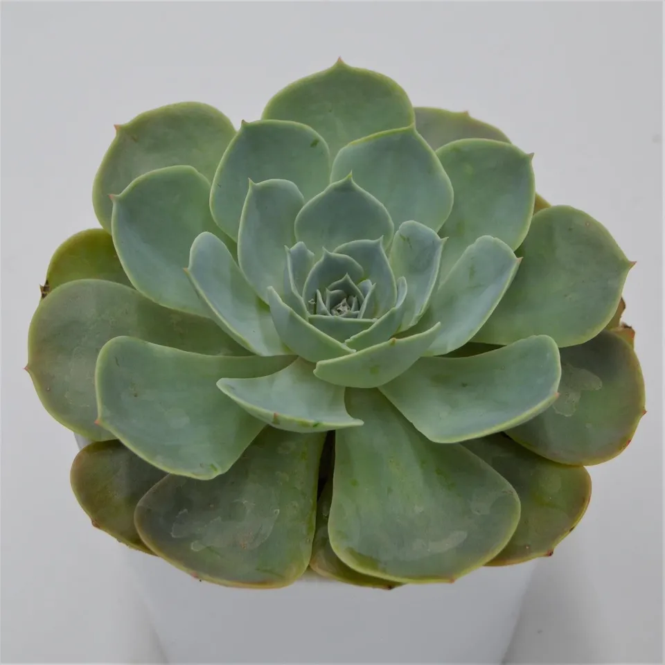 pasiora-echeveria-secunda-sukkulente-12-cm-rosette image 1