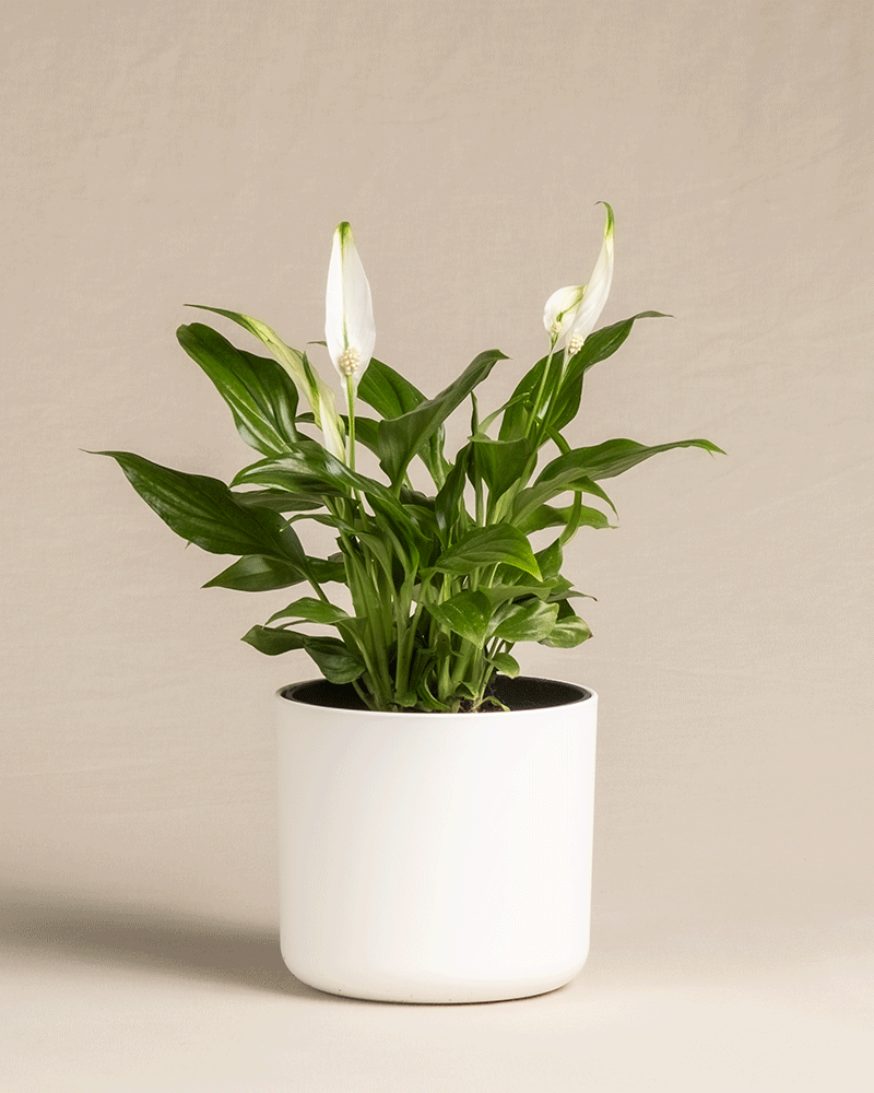 feey-einblatt-spathiphyllum-wallisii-friedenslilie-klein image 8