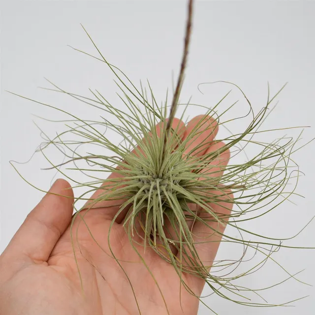pasiora-tillandsia-argentea-luftpflanze-bromelie image 1