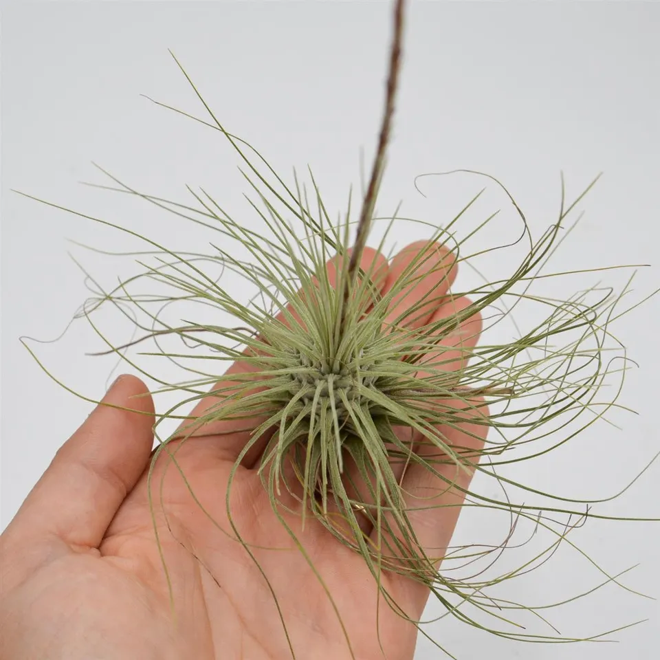 pasiora-tillandsia-argentea-luftpflanze-bromelie image 1