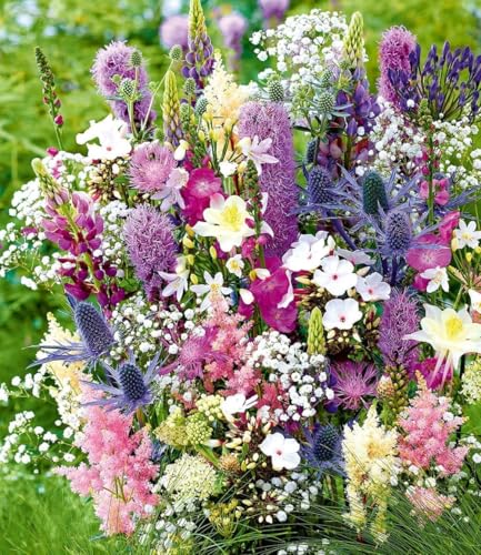 baldur-garten-12er-stauden-mix-la-vie-en-rose-winterharte-stauden-knollen-gr-e-i image 4