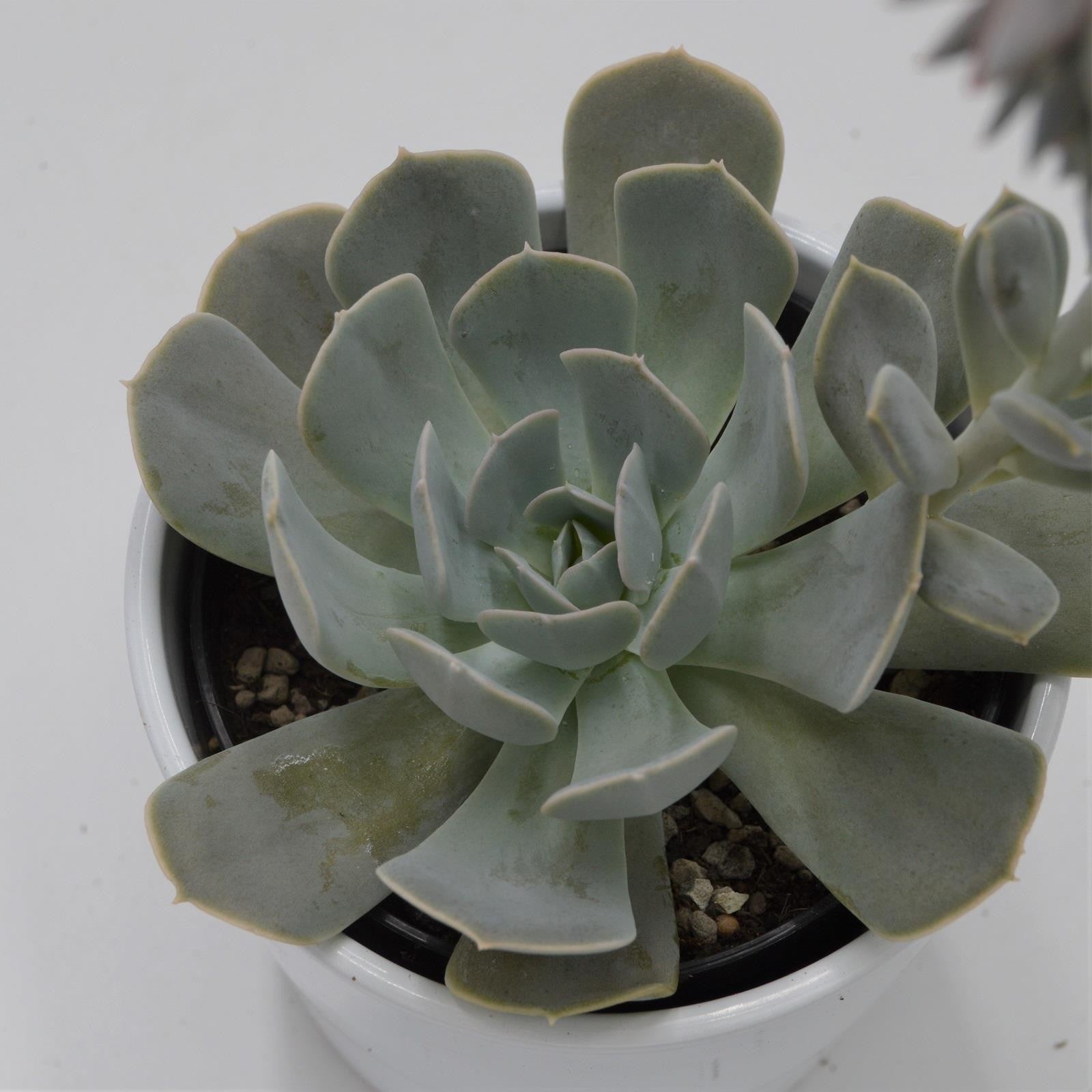 pasiora-echeveria-runyonii-rosette-12cm image 2