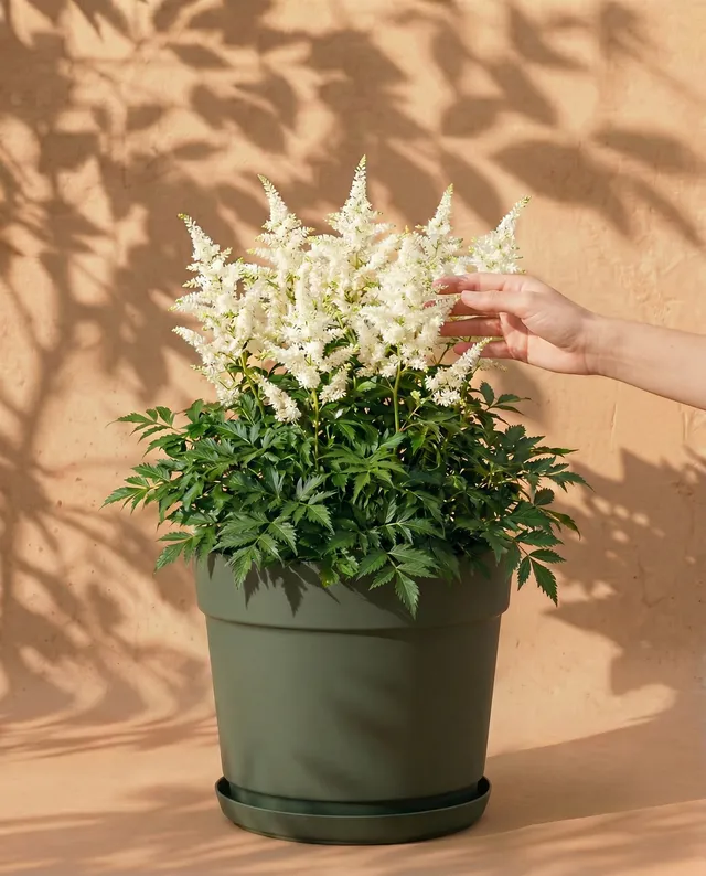 feey-astilbe-wei-knollen-pflanze-f-r-schatten image 1
