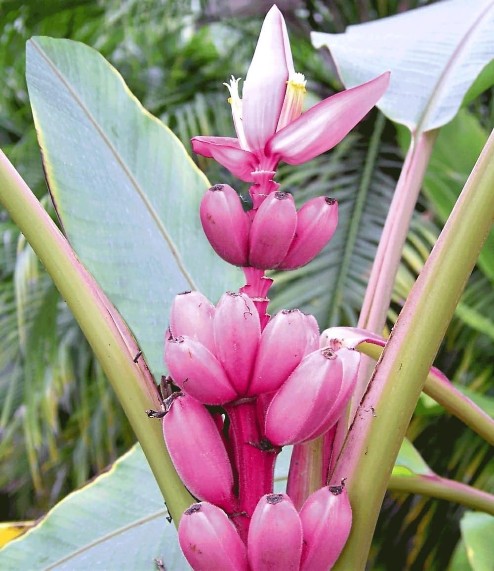 baldur-garten-musa-banana-tropicana-pflanze-im-12-cm-topf image 8