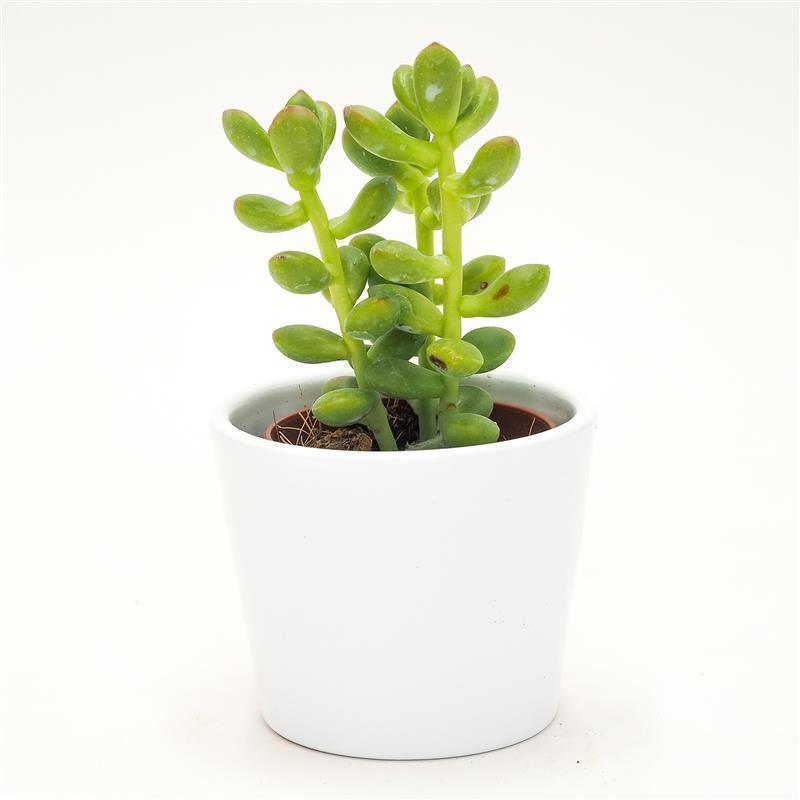 pasiora-sedum-lucidum-sukkulente-5-5cm image 2