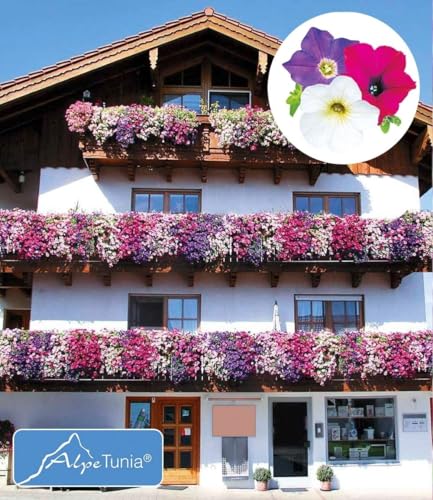 baldur-garten-6er-h-nge-petunien-alpetunia-mix-10-5-cm-topf image 5