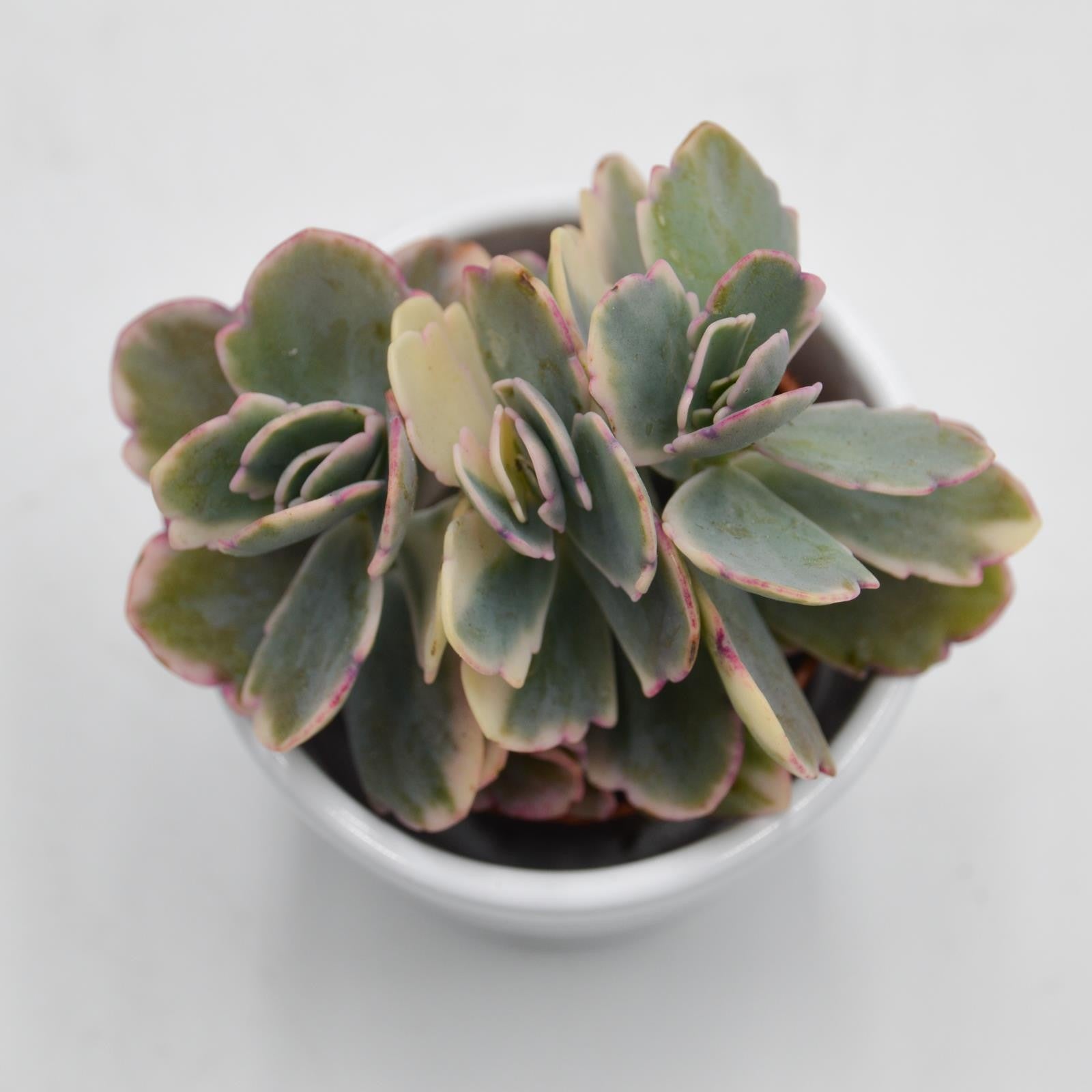 pasiora-kalanchoe-f-variegata-tricolor-sukkulente-im-5-5cm-topf image 2