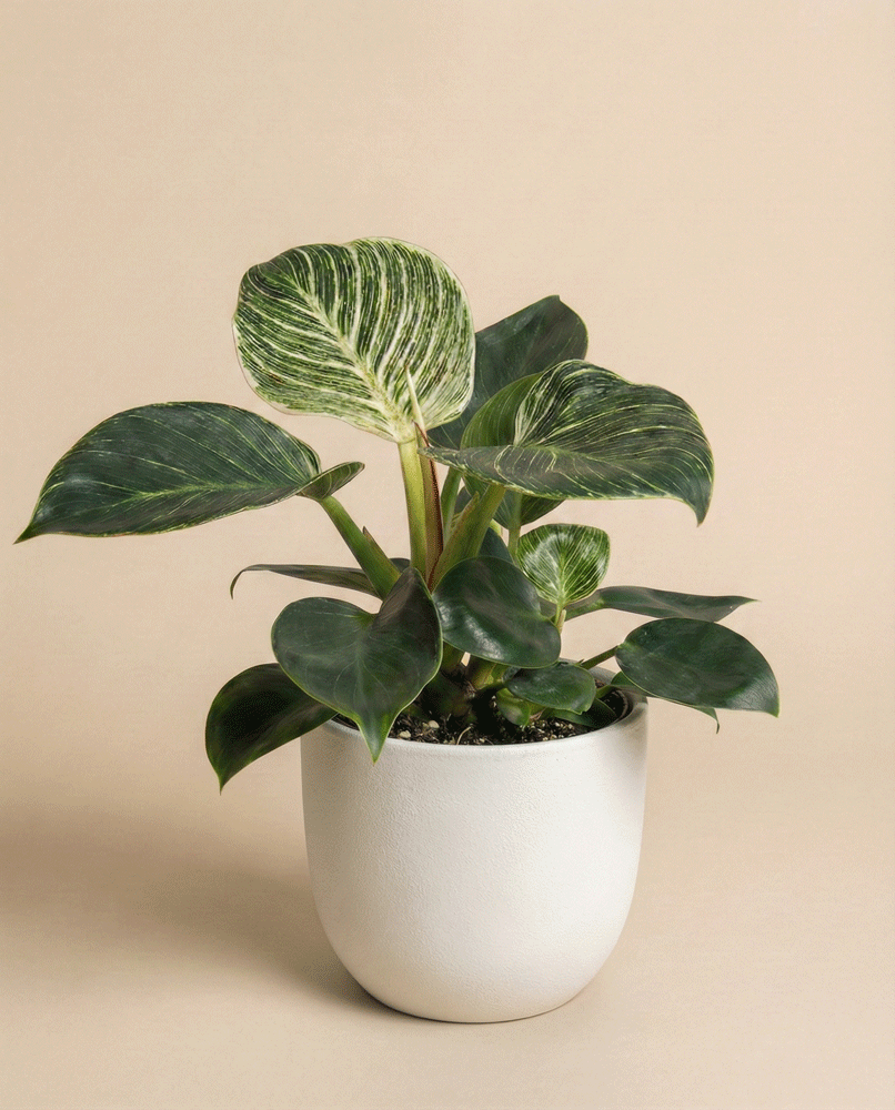 feey-philodendron-birkin-hydro-zimmerpflanze image 5