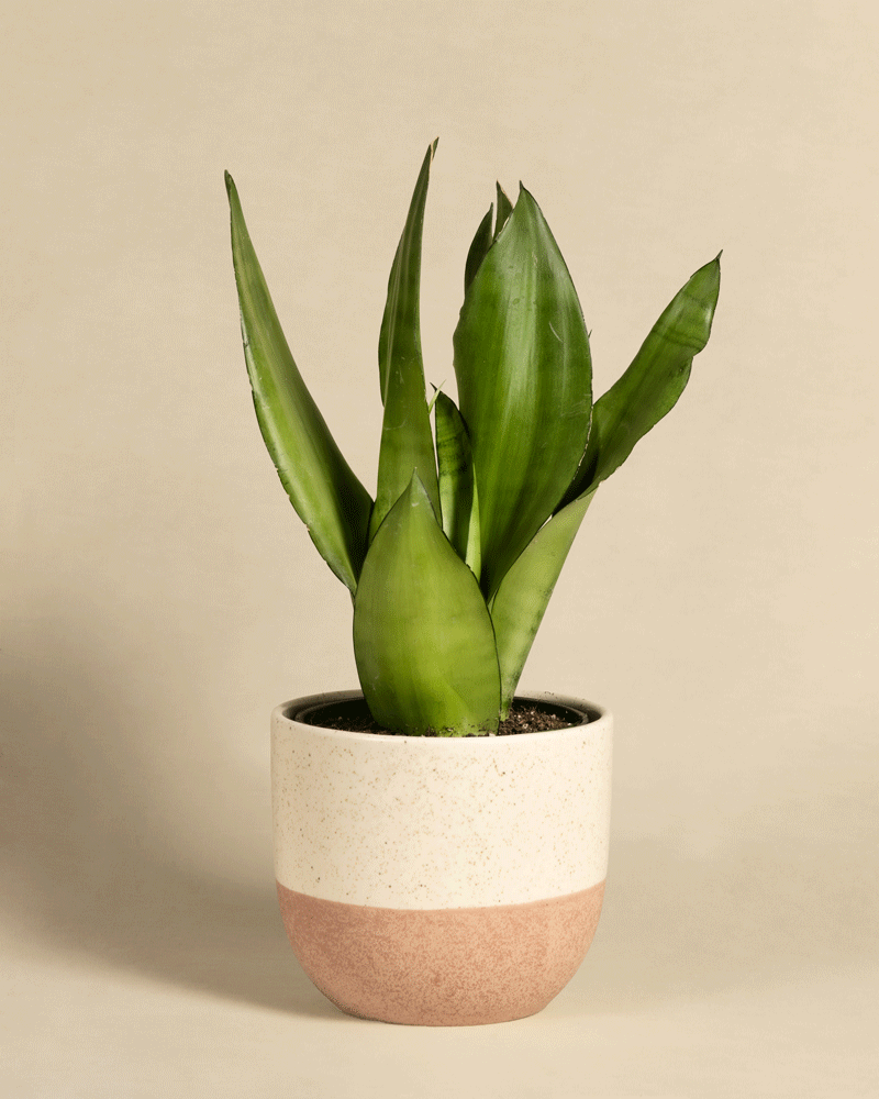 feey-sansevieria-trifasciata-moonshine-bogenhanf-mittel image 5