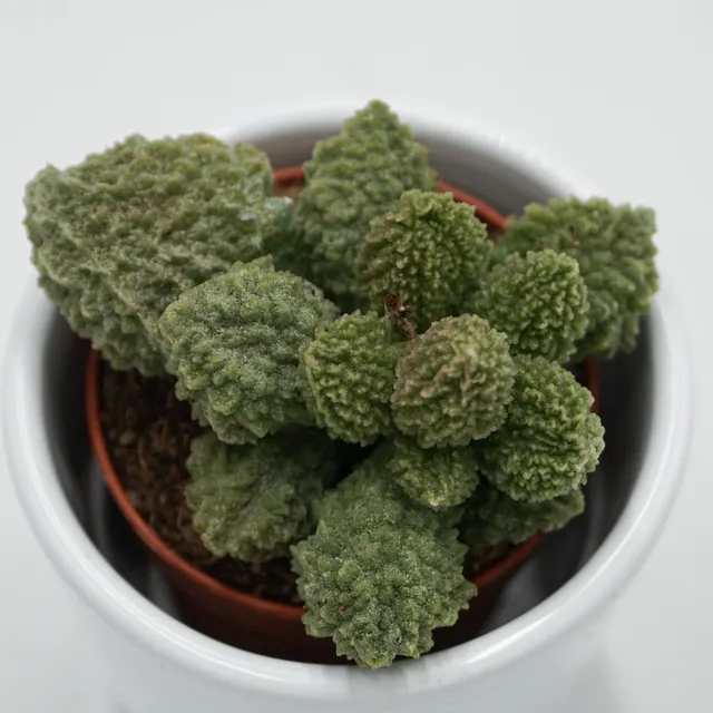 pasiora-adromischus-green-coral-sukkulente-5-5cm-topf image 1
