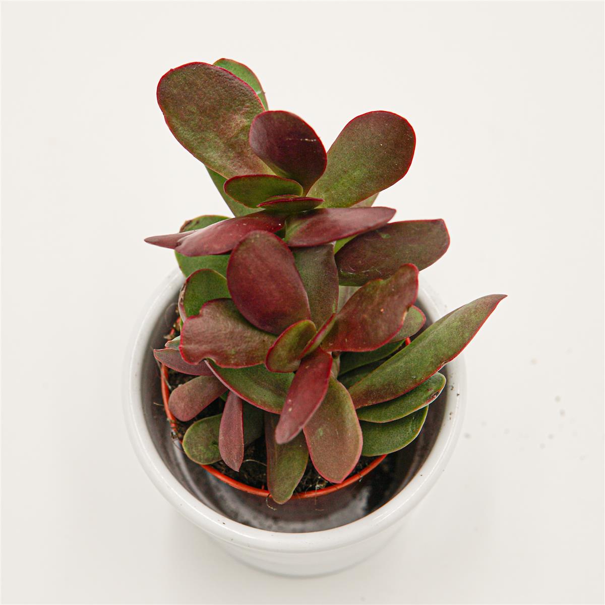 pasiora-crassula-nudicaulis-burgundy-sukkulente-5-5cm-topf image 2