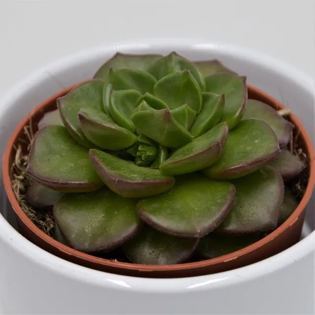 pasiora-x-sedeveria-letizia-sukkulente-8-5cm-topf image 1