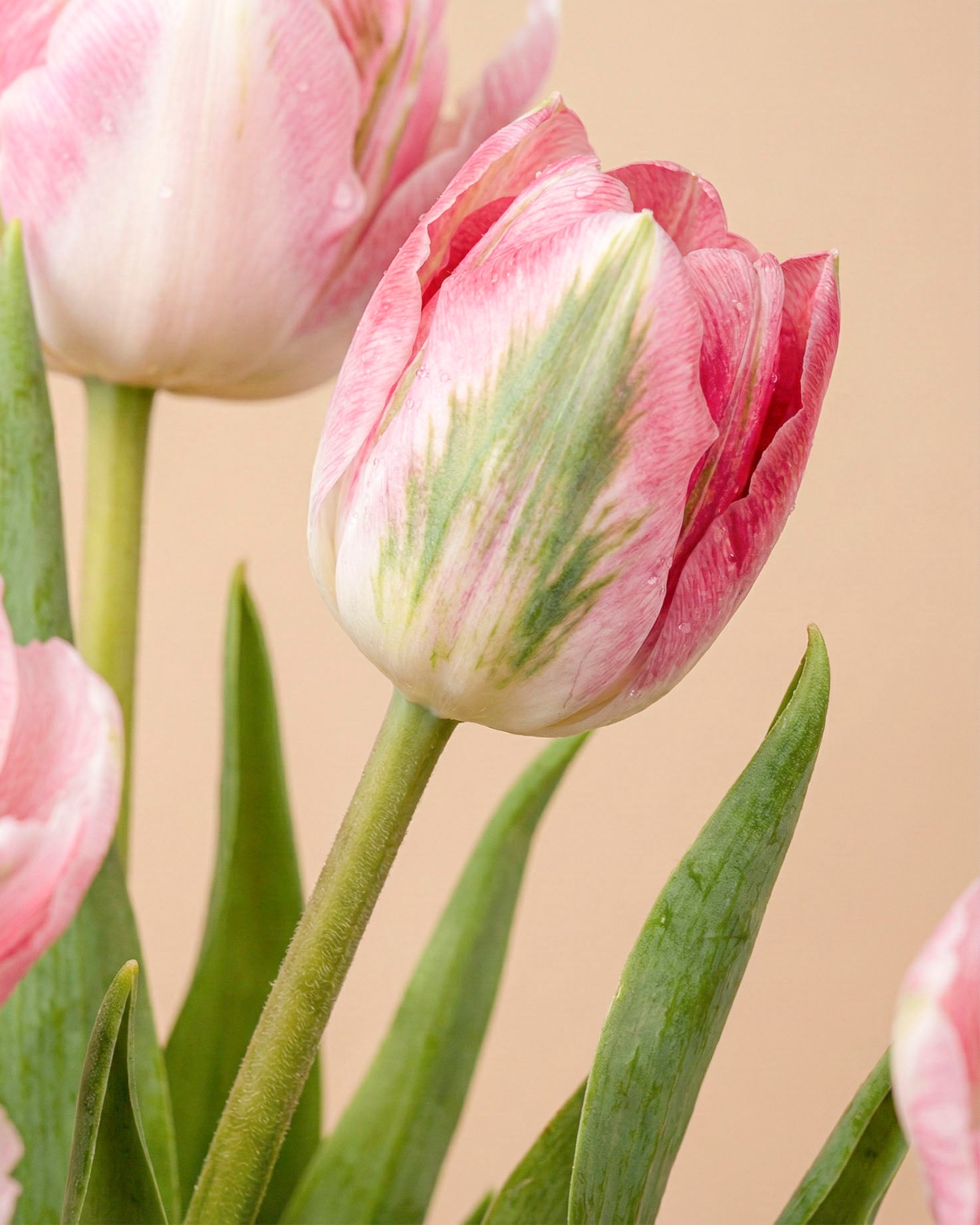 feey-tulpen-liebesgedicht-rosa-tulpenstrau image 7