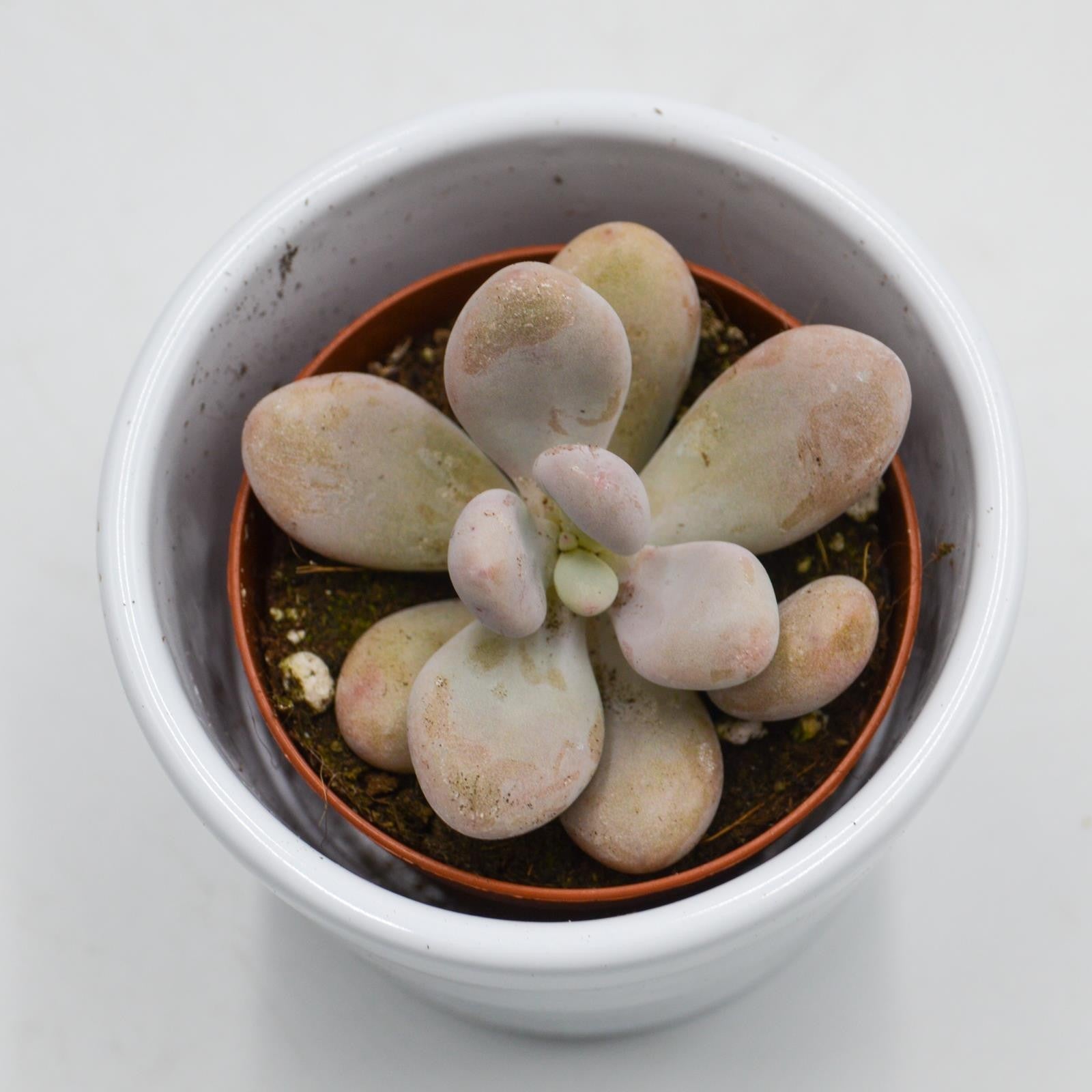 pasiora-pachyphytum-oviferum-pink-moonstones-6cm-topf image 2