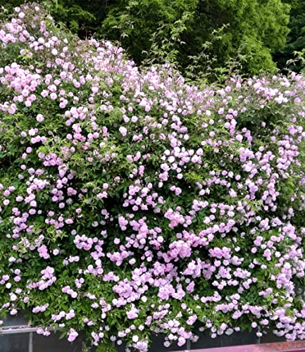 baldur-garten-rambler-rose-paul-s-himalayan-musk-rambler image 6