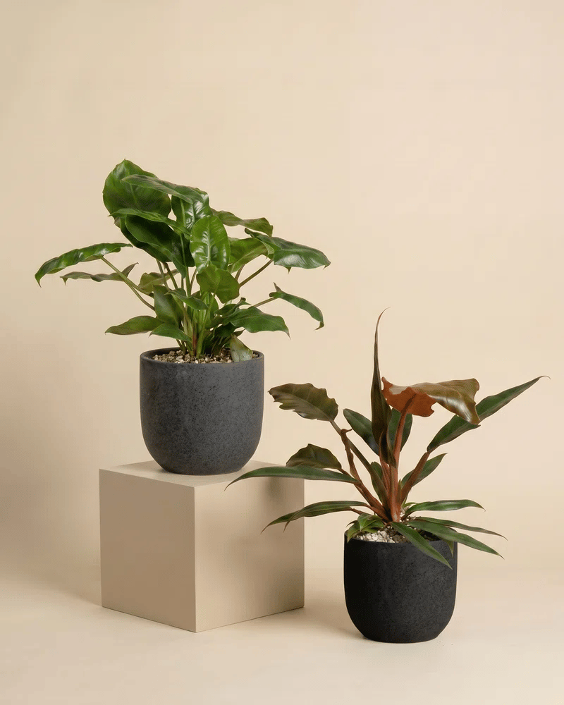 feey-philodendron-power-duo-pluto-burle-marx-zimmerpflanzen-set image 6