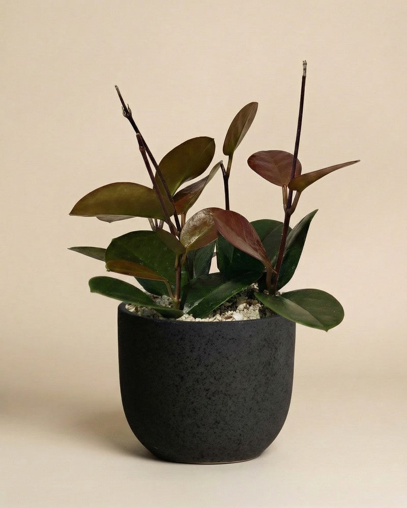 feey-hoya-australis-porzellanblume-zimmerpflanze-klein-schweiz image 6