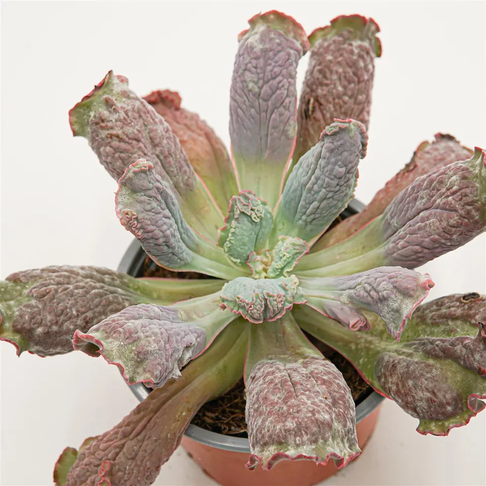 pasiora-echeveria-paul-bunyan-sukkulente-im-13cm-topf image 1